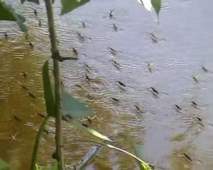 Nartnik duży (Gerris lacustris)