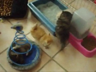 Portée Chanel 2011 5 chatons