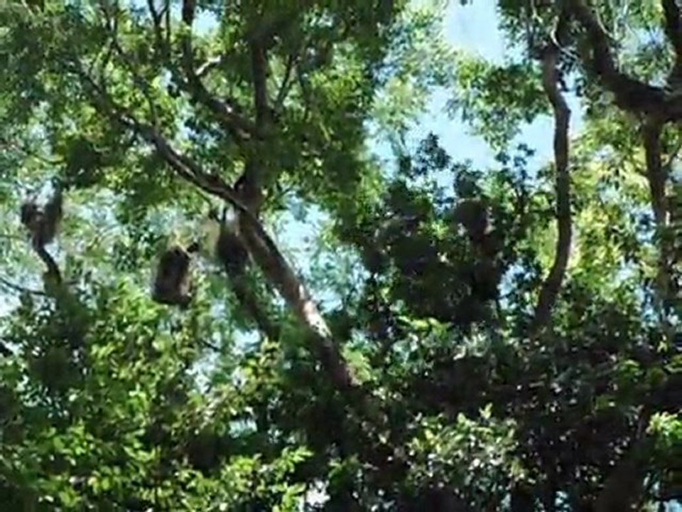 Singes à Tikal
