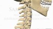 Cervical Spine Anatomy Vertebra Facet Joint Inter-vertebral Disc physiotherapy medical presentations