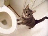 Kitty Is Fascinated By Flushing Toilet
