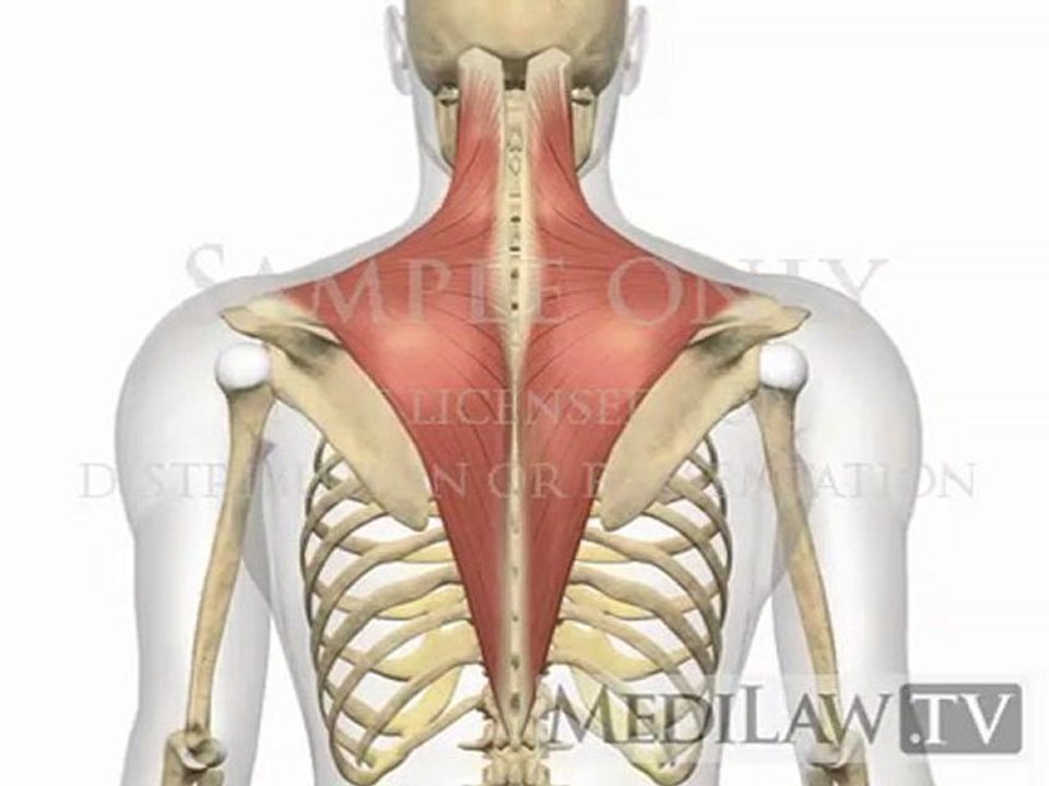 Cervical Spine Shoulder Girdle Elevation Retraction Rotation Muscles Trapezius patient education art