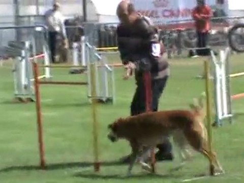 Cayenne Jumping Ingré 07 2011