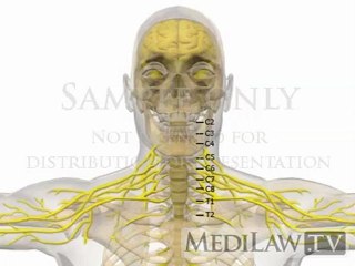 Cervical Spine Anatomy Periphreal Central Nervous System Dermatomes orthopeadic multimedia