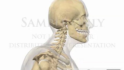 Cervical Spine Movement Poke Neck physiotherapy illustrations - video ...