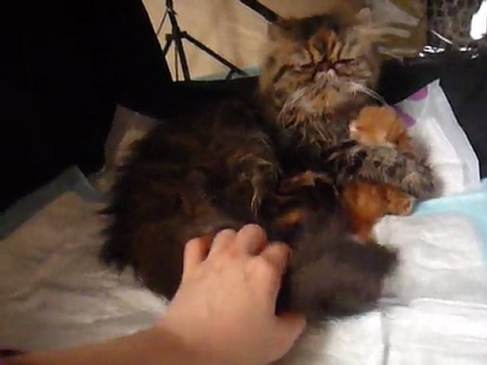 chatons d'Etoile, 17 jours