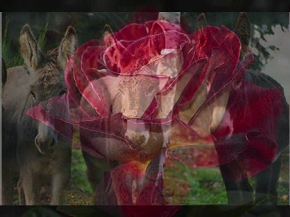 MOHAND SAID EL FAHEM ... KAHINA-LA-KABYLE... Suite suite