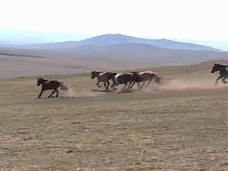 Chevaux semi sauvages