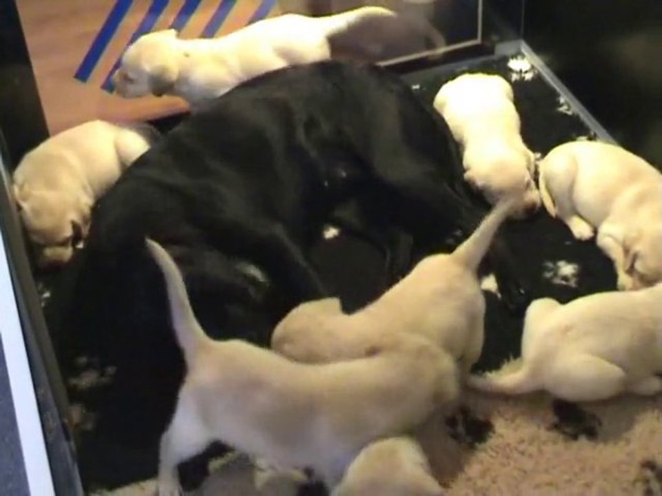 Kaly - Portée B - 21.11.2010