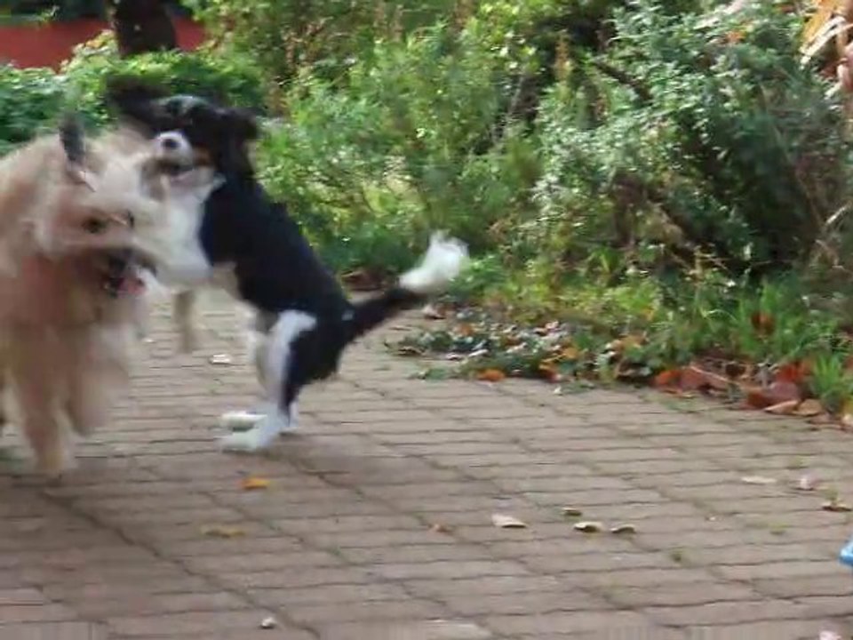 Dingle et Edy en plein jeu