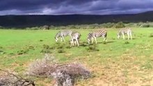 World's First Wildlife Documentary shot with an iPhone