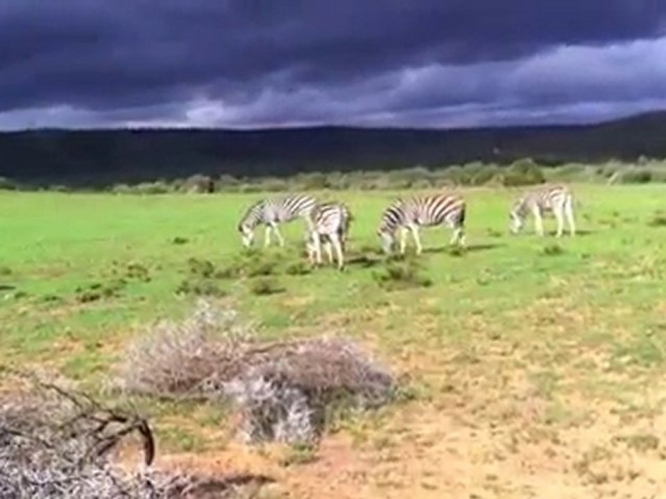 World's First Wildlife Documentary shot with an iPhone