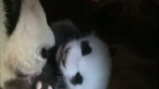 Panda neonato