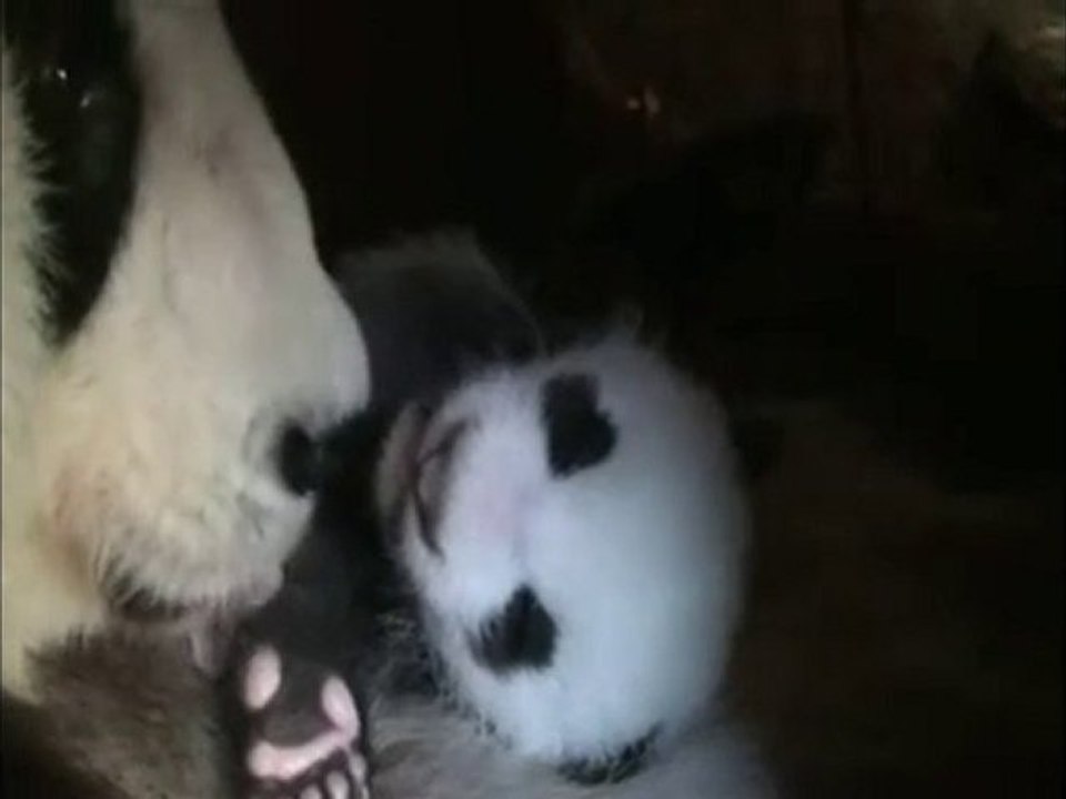 Panda neonato