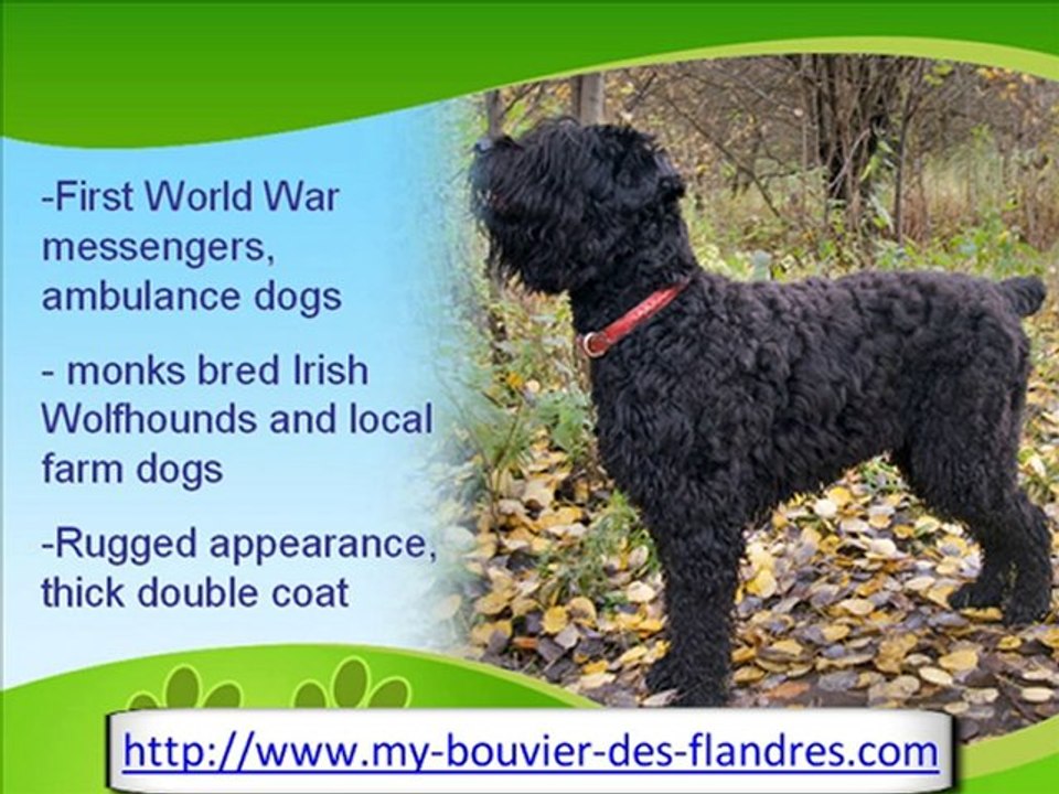 The Bouvier des Flandres