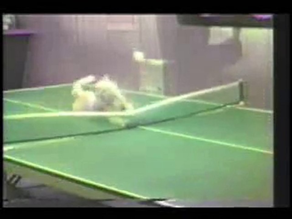 Funny cats