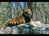 Travel To Care Tiger By The River Package Holidays India