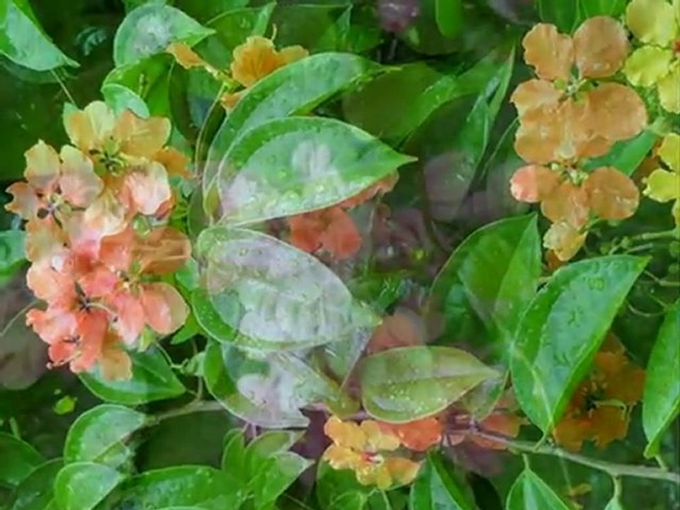 jardin botanique penang