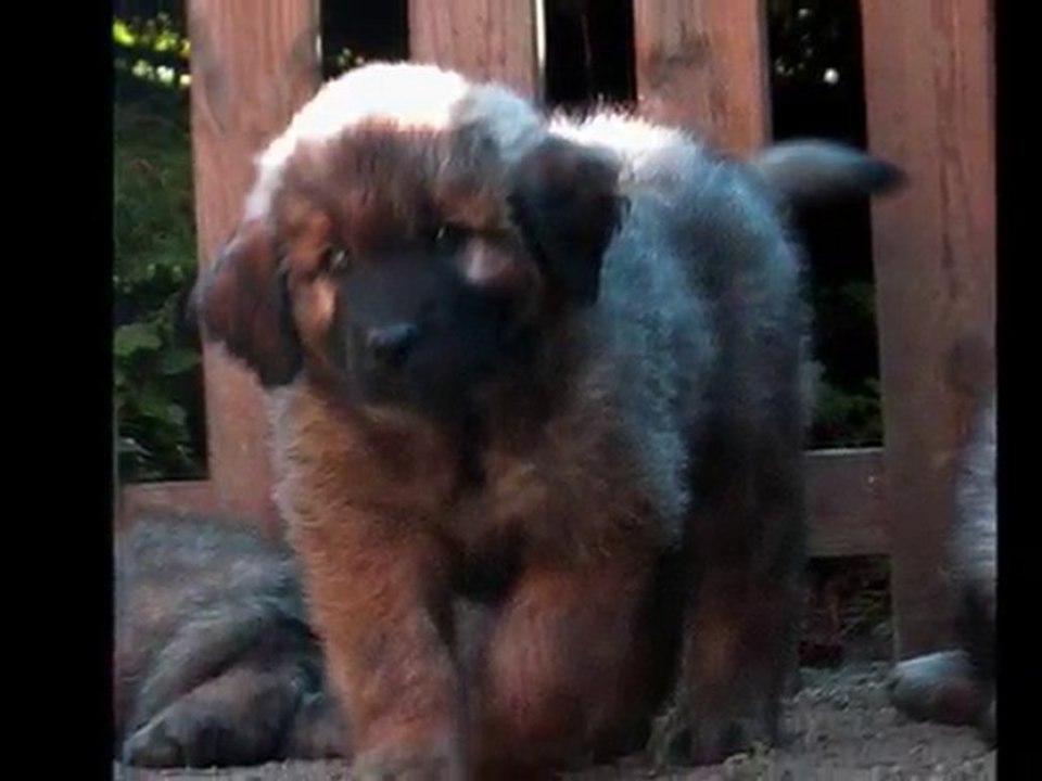 Leonberg Felicien dit F'Phebus des Neiges de Chantelouve