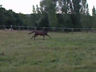 Reine mathilde et ses tours de galop.
