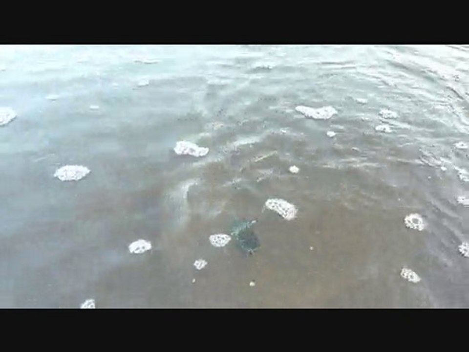 Tortuguero y las tortuguitas