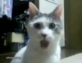 Shocked Cat