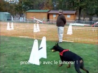 valea flyball 6 nov 2010