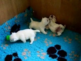 Bébé Dirsty Pepper à 3 semaines
