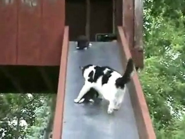 Un petit chat qui fait du toboggan - Vidéo Dailymotion