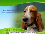 Basset Hound History and Information