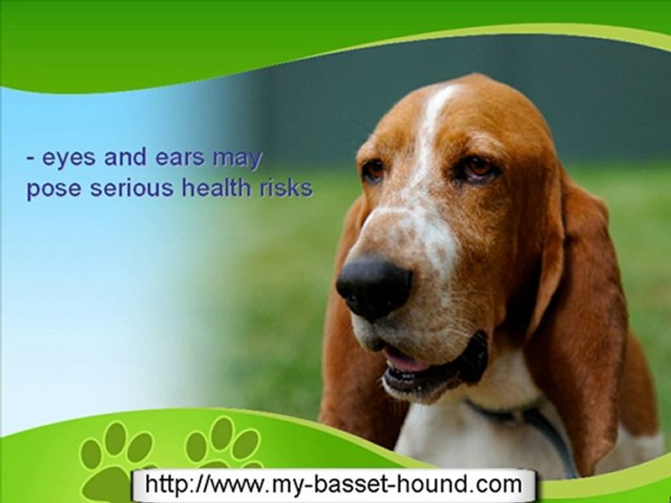 Basset Hound History and Information