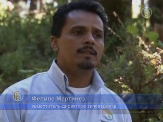 Редким бабочкам в Мексике угрожает опасность