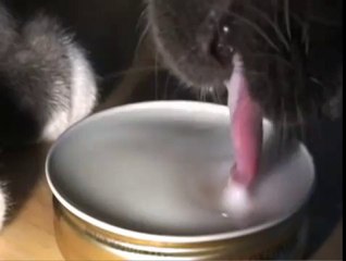 Un chat sachant laper...