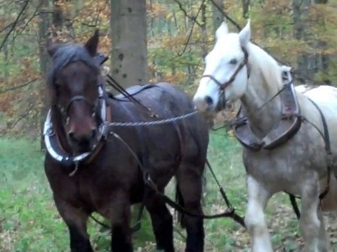 Marœuil : opération debardage dans le bois