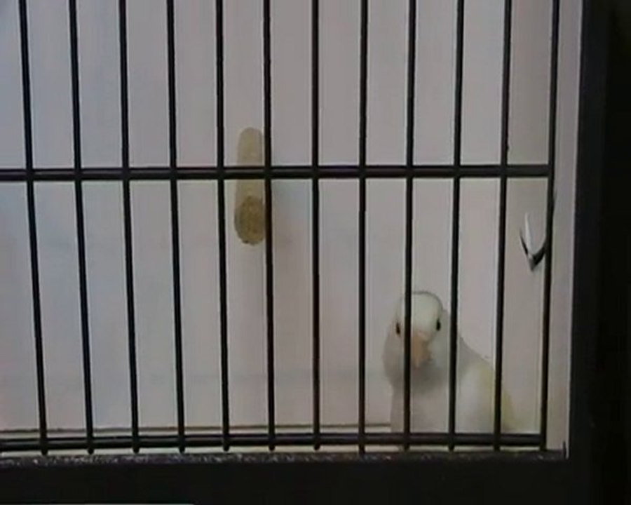 lipo type 1 champion en individuel a malines