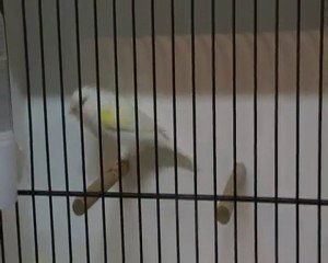 lipo tipe 1 deuxieme