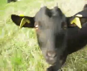 Fleur et Eglantine recherchent câlins