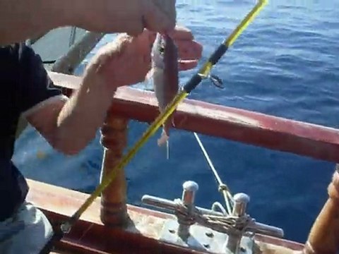 Kuşadası Mercan avı 07 11 2010 Cenk Bayraktar sülünez mercan