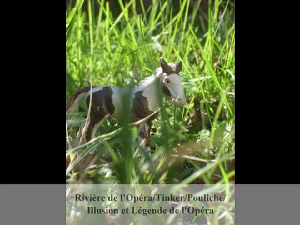 Haras de l'Opéra(chevaux)