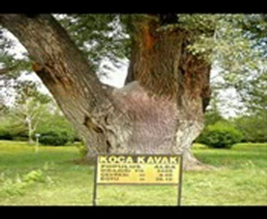 Aşık Hasan Tokat Sarması  ( Ş.Y )