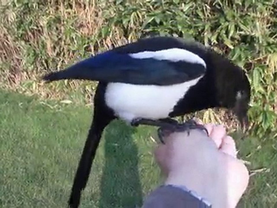 La pie et le bracelet