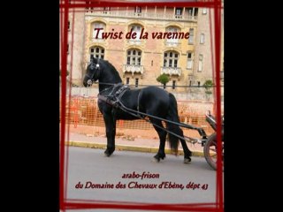 Attelage Arabo-frison Twist et Sébastien Mourier