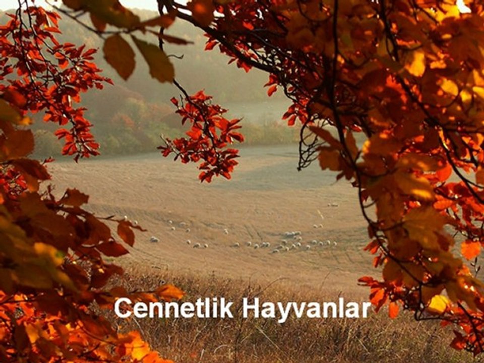 Cennetlik Hayvanlar