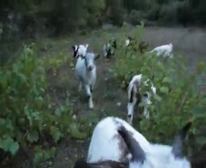 Minis se regroupent d'elles-même autour de moi