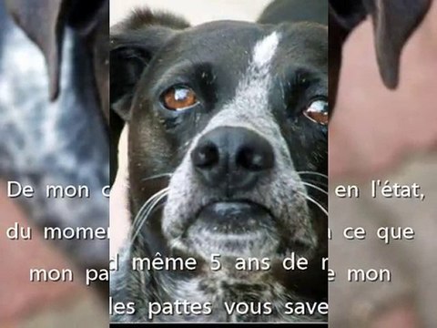 Bouli un tit Coeur sur pattes