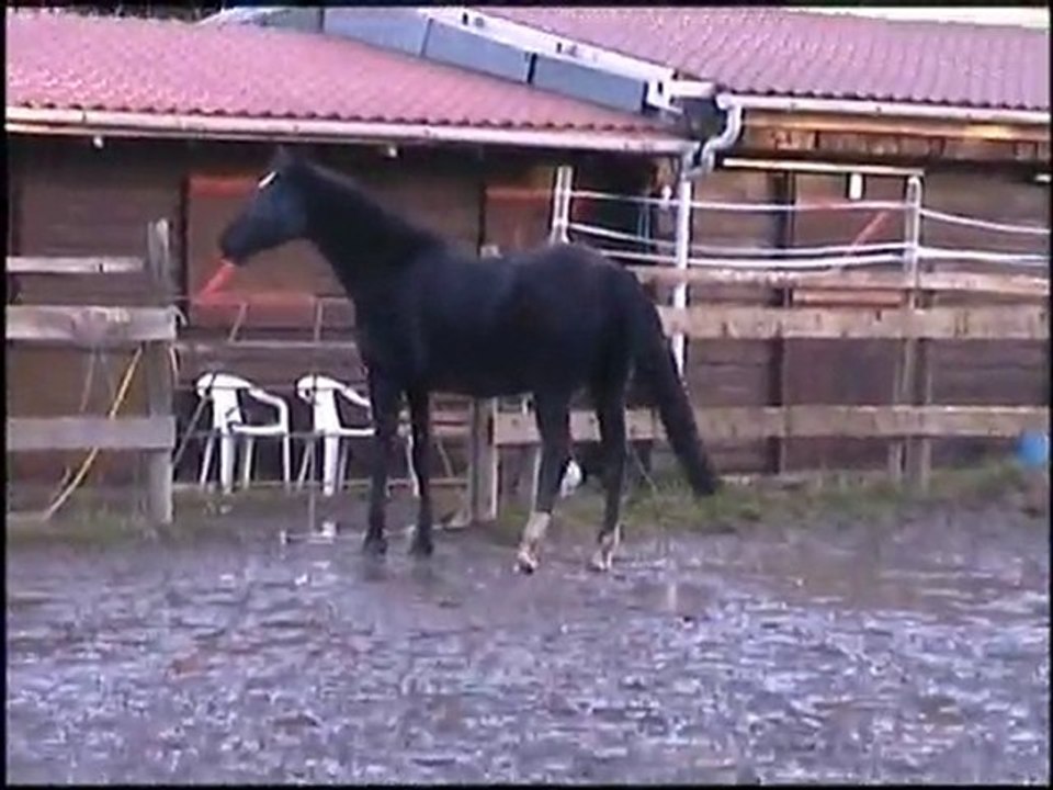 BLACK DU CHENE nov2007