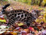 LES CHATS DE BENGAL DE FAKIRBENGAL