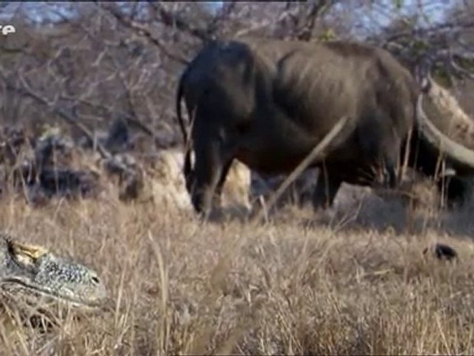 Komodo Dragon VS Buffalo - Vidéo Dailymotion