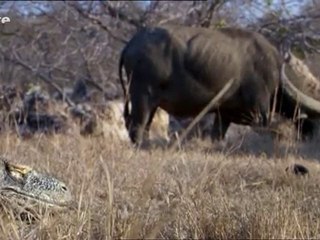 Komodo Dragon VS Buffalo