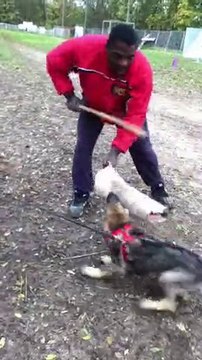 FLY De La Branche Du moulin. (débourrage pour travail)